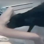Cachorro preto comendo e lambendo a bucetinha da novinha