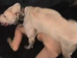 Cachorro dando um trato na loira madura de 40 anos
